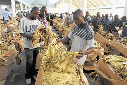 GOLDEN HARVEST: Tobacco buyers look at lots up for auction during the official opening of the tobacco selling season at the Boka Auction Floors in Harare this week. Zimbabwe's tobacco output is expected to increase by nearly 15% this year, to reach 150000 tons