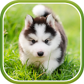 Cute Puppies Live Wallpaper