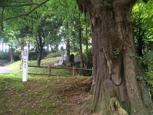 大船渡市指定天然記念物 いちょう