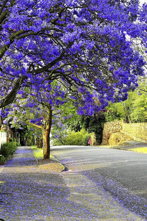 Blooming jacaranda trees.