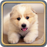 Cute Dogs Live Wallpaper HD Apk