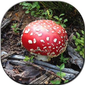 Natural Mushroom Wallpapers.apk 1.0