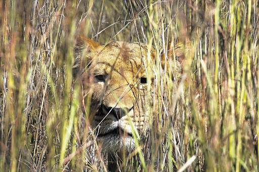STALKING: A lioness at Lionsrock sanctuary in Bethlehem, Free State. South Africa is home to more than 3000 lions. In much of the rest of Africa lion numbers have plummeted