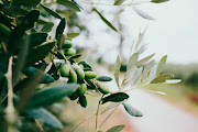 Olives are a relatively new crop in the Western Cape's Swartland area.