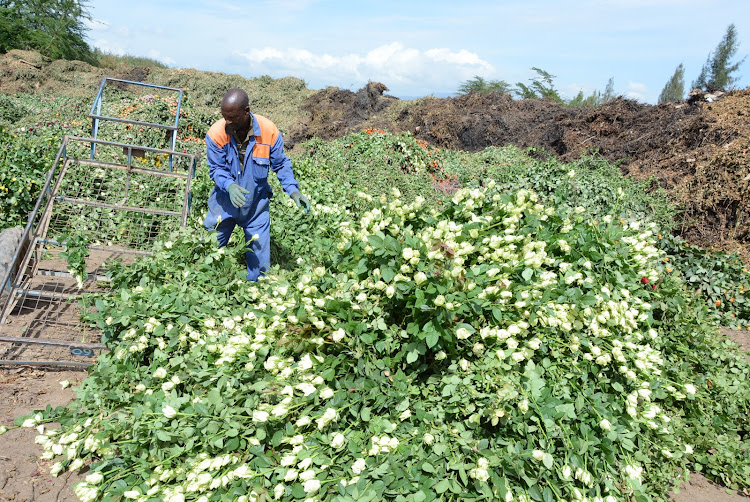 A worker from Maridadi flower farm dumps mature roses which were ready for export in their compost yard due to lack of market. The farm is dumping over 230,000 roses everyday due to the Corona crisis which has seen supermarkets in Europe close shop and the Dutch auction collapse.