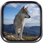 Wild Wolf Simulator 3D 2015 Apk