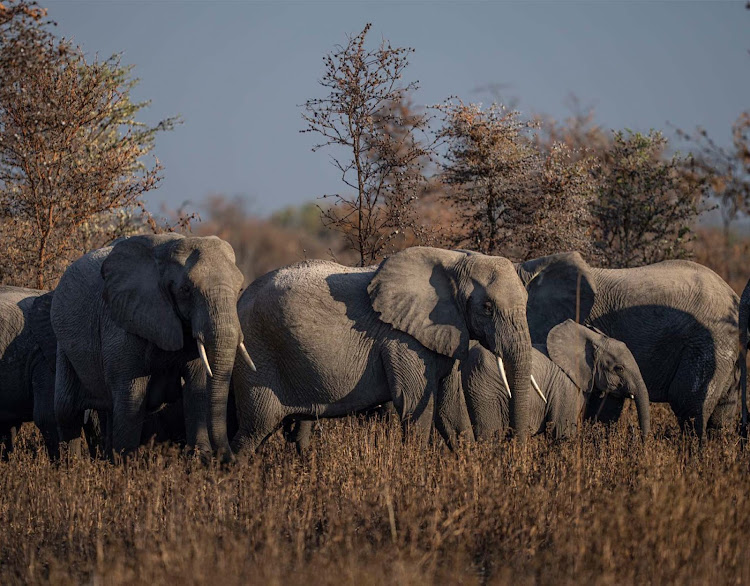 Asilia Usangu Expedition Camp — A family of elephant graze together.