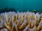 More than 54% of the reef areas in the global ocean are experiencing bleaching-level heat stress, says Coral Reef Watch coordinator Derek Manzello.

