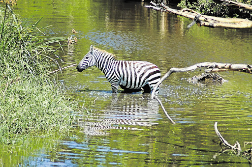 NOT A LOG: A croc crouches in the water behind an imperilled zebra