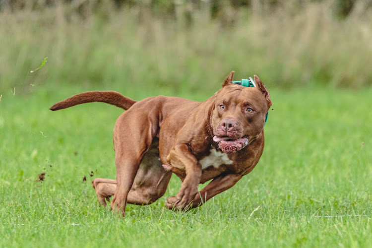 A pit bull reportedly mauled an East London toddler to death late on Wednesday.