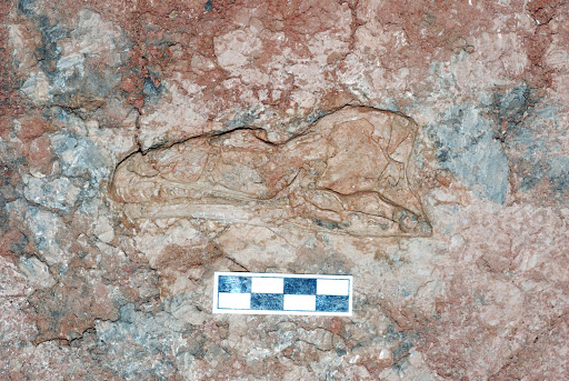 View of the left side of the skull of Aorun zhaoi.