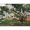 Túi bao trái cây kích thước 18x18cm (bịch 100 cái) bằng vải không dệt giúp bảo vệ bề mặt trái tránh côn trùng, nám vỏ do nắng gắt...