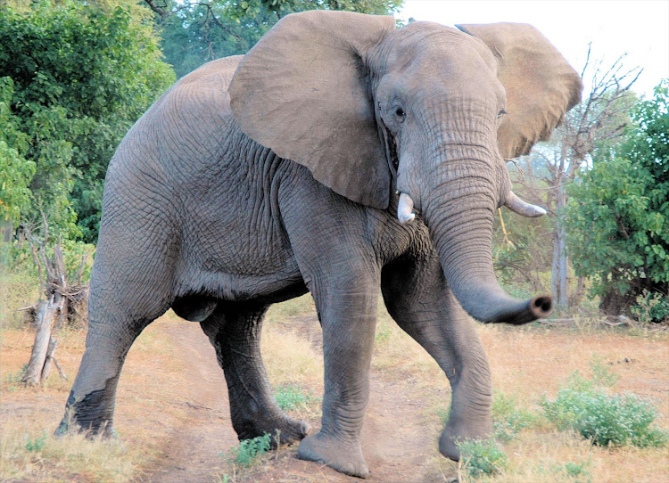 A security guard was stabbed in both hands during an attempted robbery at Addo Elephant Park on Tuesday evening. File photo.