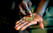 SA could be counting millions of rand through legal trade of marijuana. Dagga,  as the herb  is called  here, has a great potential to boost the economy. 