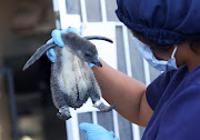 A penguin carer holds a chick at South African Foundation for the Conservation of Coastal Birds rehabilitation centre in Cape Town, which has been incubating over 200 eggs of the endangered African penguin that were rescued from two colonies since the start of the year, on March 27 2024. 