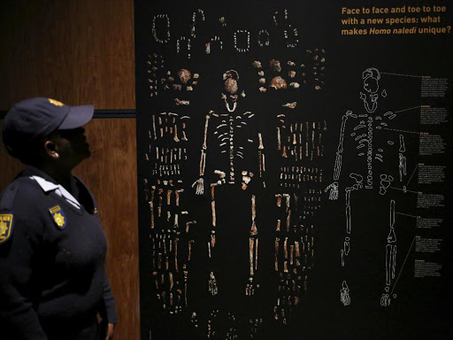 A Police officer looks at the picture during an exhibit of the largest collection of fossils of close human relatives ever to go on public in South Africa, at an area named "The Cradle of Humankind," northwest of Johannesburg, South Africa, May 25, 2017. /REUTERS