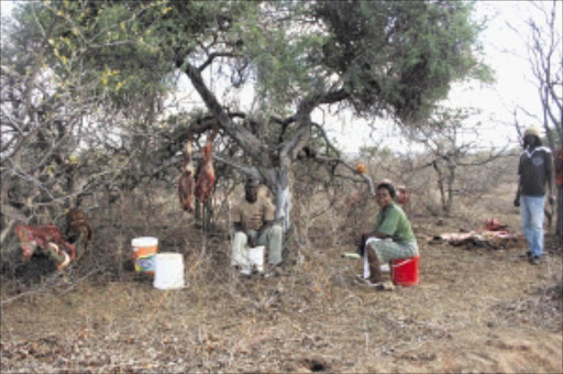 DRY SEASON: Limpopo farmers say the government should step in to help those farmers who h ave experienced livestock deaths due to the prolonged drought.Pic: Chester Makana. © Sowetan.