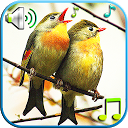 ダウンロード Birds Sounds & Ringtones をインストールする 最新 APK ダウンローダ