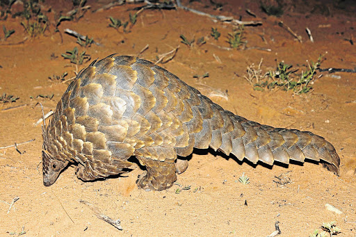 SCALY BUSINESS: A Cape pangolin