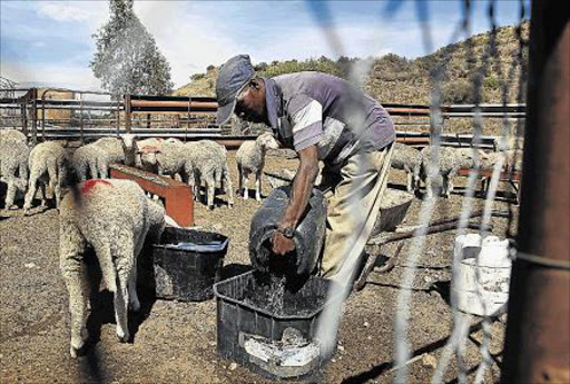 PARCHED: Jackson Tafeni gives water to thirsty sheep on . Sheep at the Botha’s farm in Aliwal North. The sheep Livestock are being constantly monitored as the drought has seen large-scale losses