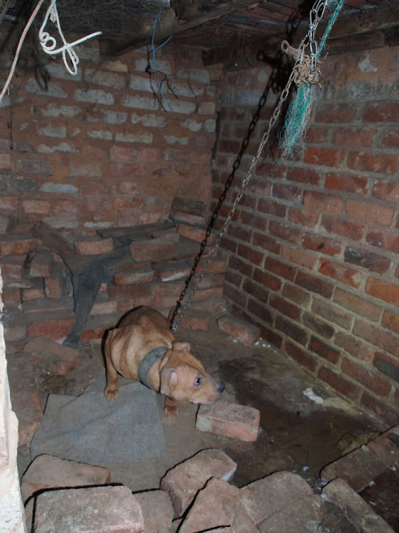 Dogs used for fighting were rescued from atrocious conditions in Atteridgeville by the NSPCA.