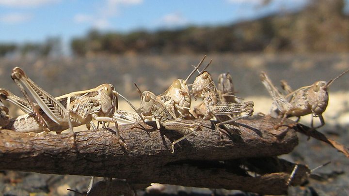 Desert locusts crossed to Kenya from Ethiopia and Somalia in December