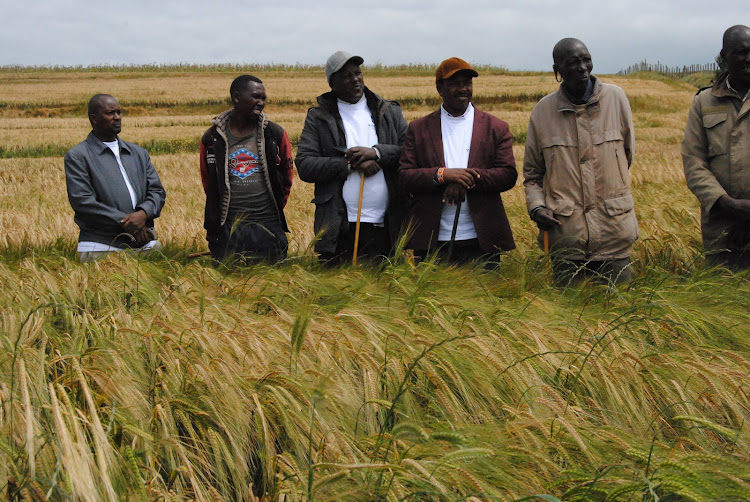 Farmers in one of the wheat farms in Olkurto area of Narok County.