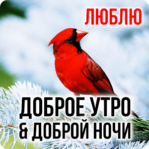 Download Russian Good Morning & Good Night Wishes Love For PC Windows and Mac