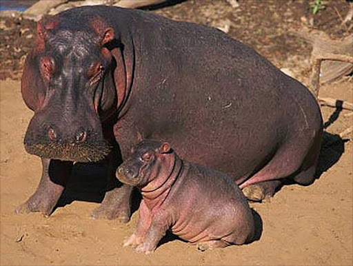 JUST VISITING: The hippo and its calf that were spotted by villagers in nearby dams Picture: SUPPLIED