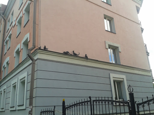 Cats and pigeons