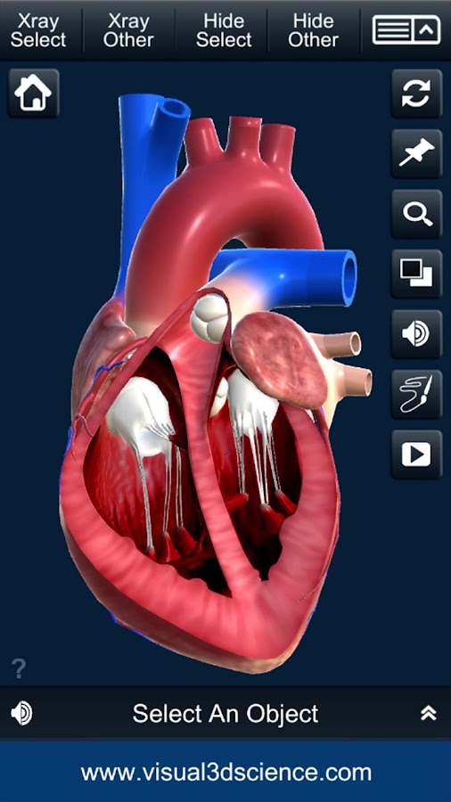 My Heart Anatomy — приложение на Android