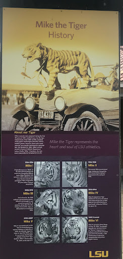 About our TigerOther mascots were proposed during the first 40 years of LSU's football team, but the tiger mascot stuck. From 1896 to 1924, students made paper-maché tigers that they took to...