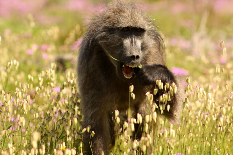The killing of baboons has sparked growing outrage among residents in Cape Town.
