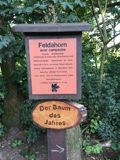 Feldahorn