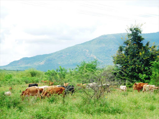 Cattle graze at the Tsavo National Park on May 27, 2015. Environment CS Judi Wakhungu is expected to appear before Parliament today /FILE