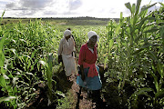 Women in a Zimbabwean maize field. Women have played an important role both  in  agriculture and the struggle for land, but have not been able to participate fully in land reform. 