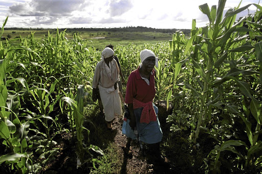 Women in a Zimbabwean maize field. Women have played an important role both in agriculture and the struggle for land, but have not been able to participate fully in land reform.