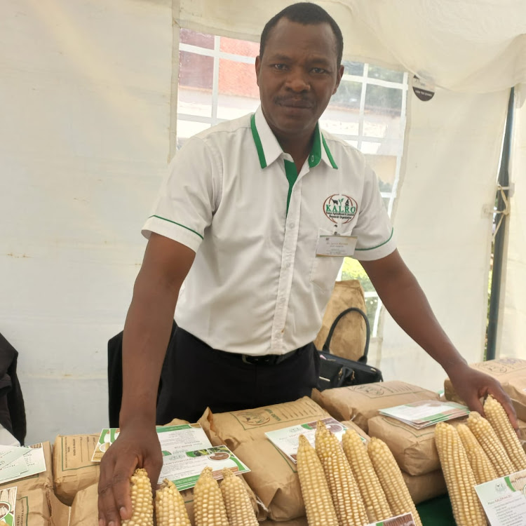 James Karanja, a maize breeder from Kalro at Kalro headquarters in Nairobi