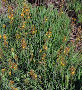 Bulbine captions here and here