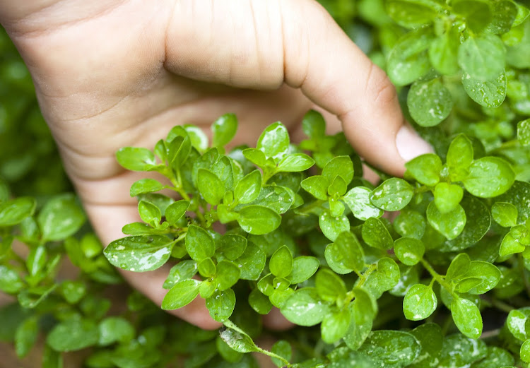 Fresh herbs make a beautiful and useful addition to the garden.