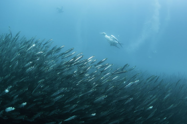 SA's annual sardine run. The sardine run at Agulhas Bank got the most number of hashtags.