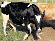 Cow. File picture.