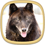 Wolf Wallpapers Apk