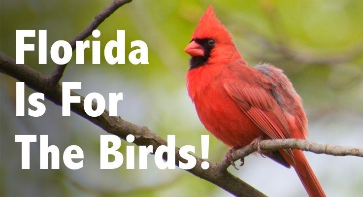 Florida Is For The Birds!