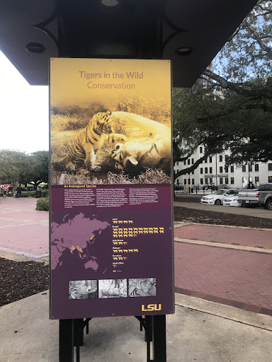 An Endangered SpeciesMike, LSU's beloved mascot, is not only a symbol of the university's school spirit and pride, but also a key in the education of the public about the preservation of tigers...