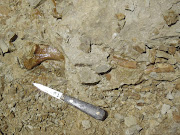 The bones of Peregocetus, still partly buried, including a rib, in Playa Media Luna, Peru. Picture: AFP/G BIANUCCI/OLIVIER LAMBERT 