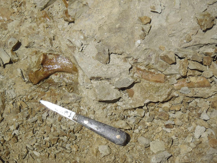The bones of Peregocetus, still partly buried, including a rib, in Playa Media Luna, Peru. Picture: AFP/G BIANUCCI/OLIVIER LAMBERT