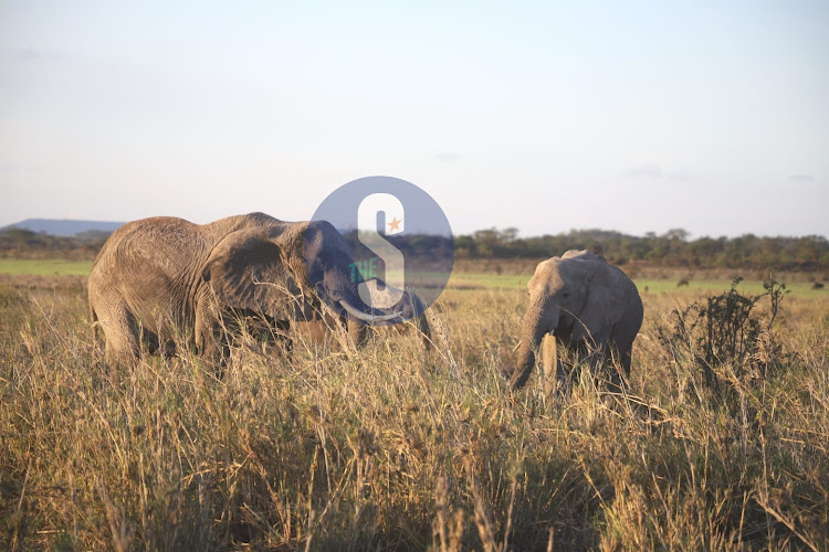 Elephants are seen as wildlife recover from drought at Kimana Sanctuary in the outskirts of Amboseli National Park on November 26, 2022