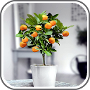 ダウンロード DIY Fruit Trees in Pots Ideas をインストールする 最新 APK ダウンローダ