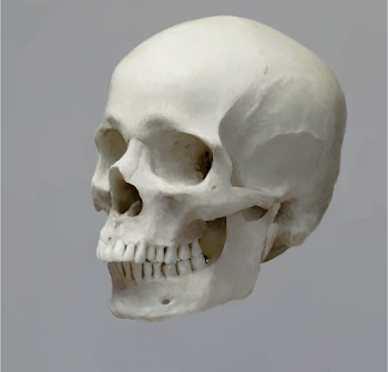 Skull 16